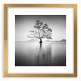 Solitary Tree Reflection - Fine Art Photography Framed Prints