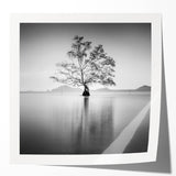 Solitary Tree Reflection - Fine Art Photography Framed Prints