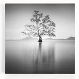 Solitary Tree Reflection - Fine Art Photography Framed Prints