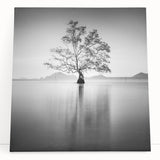 Solitary Tree Reflection - Fine Art Photography Framed Prints