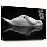 Resting Swan Reflection - Fine Art Photography Acrylic Prints