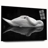 Resting Swan Reflection - Fine Art Photography Acrylic Prints