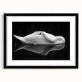 Resting Swan Reflection - Fine Art Photography Acrylic Prints