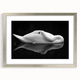 Resting Swan Reflection - Fine Art Photography Acrylic Prints