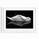 Resting Swan Reflection - Fine Art Photography Acrylic Prints