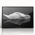 Resting Swan Reflection - Fine Art Photography Acrylic Prints