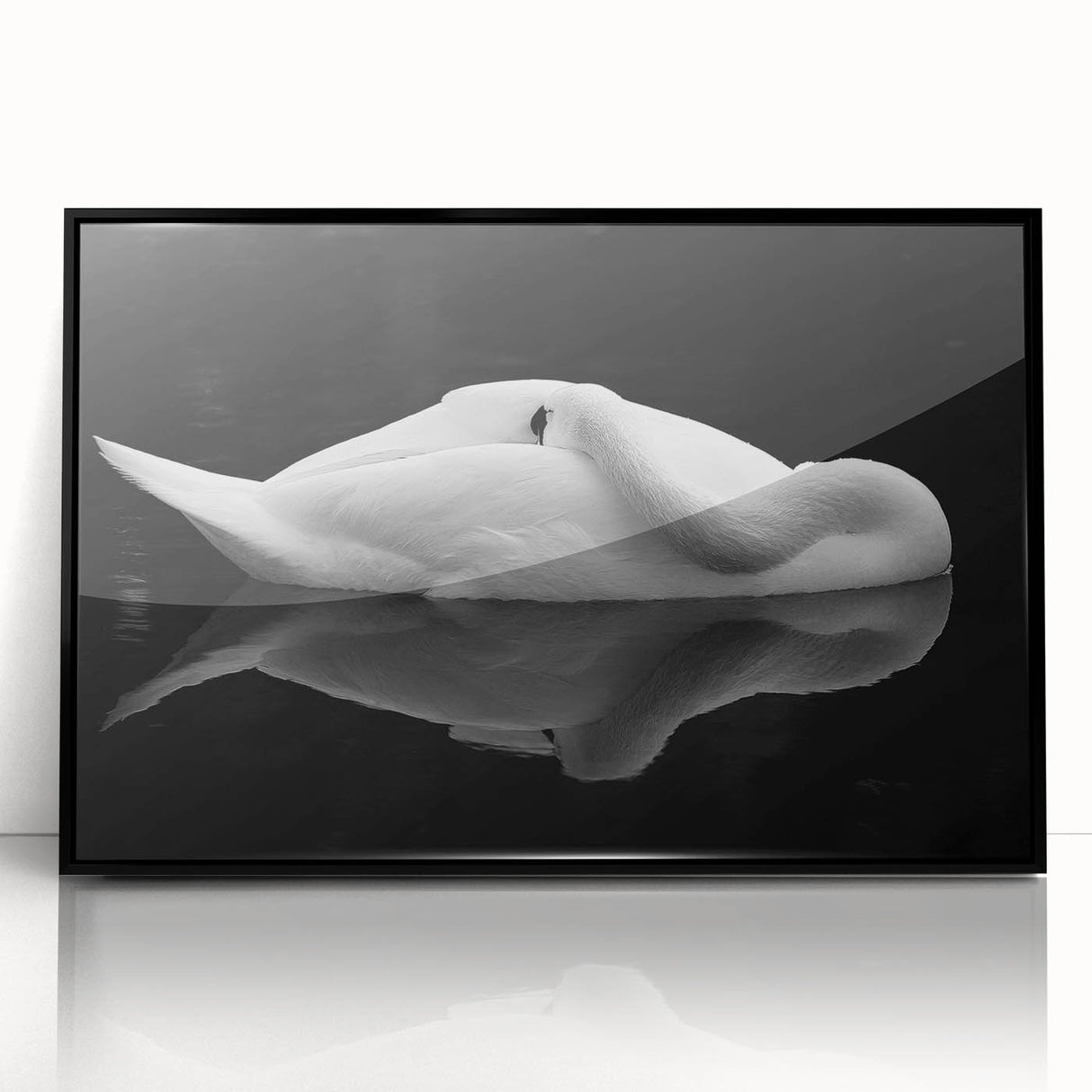 Resting Swan Reflection - Fine Art Photography Acrylic Prints