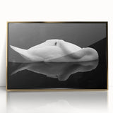 Resting Swan Reflection - Fine Art Photography Acrylic Prints