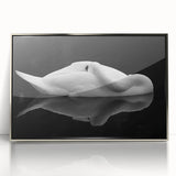 Resting Swan Reflection - Fine Art Photography Acrylic Prints