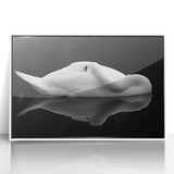 Resting Swan Reflection - Fine Art Photography Acrylic Prints