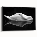 Resting Swan Reflection - Fine Art Photography Acrylic Prints