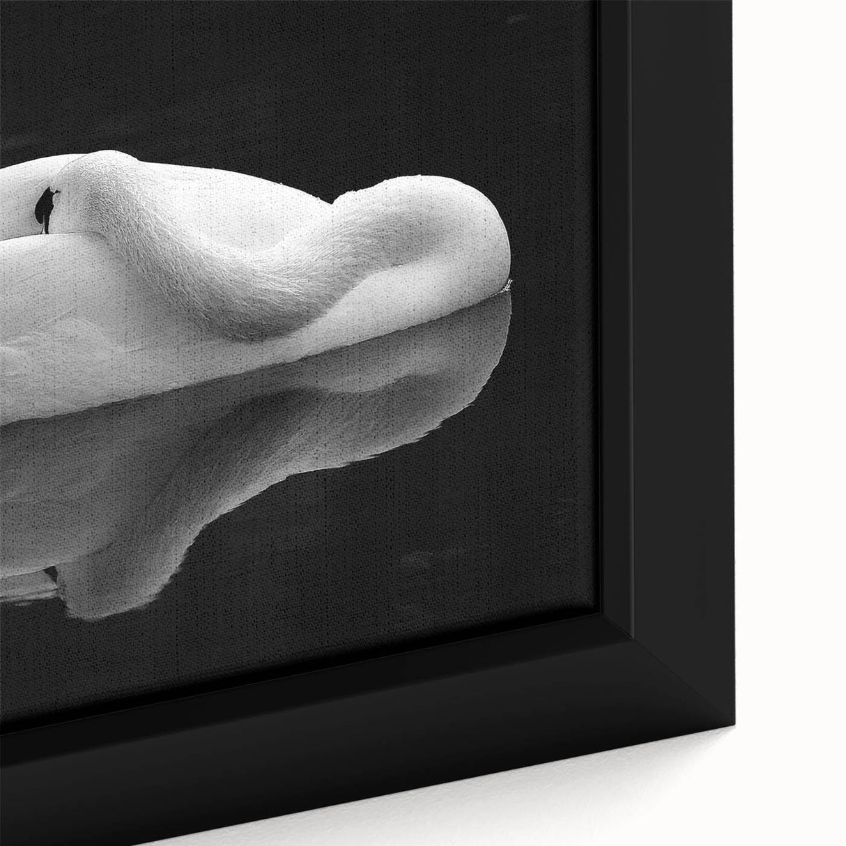 Resting Swan Reflection - Fine Art Photography Acrylic Prints