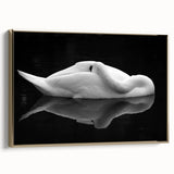 Resting Swan Reflection - Fine Art Photography Acrylic Prints