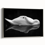 Resting Swan Reflection - Fine Art Photography Acrylic Prints