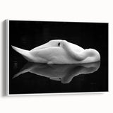 Resting Swan Reflection - Fine Art Photography Acrylic Prints