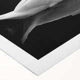 Resting Swan Reflection - Fine Art Photography Acrylic Prints