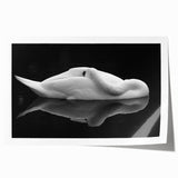 Resting Swan Reflection - Fine Art Photography Acrylic Prints