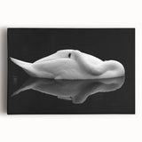 Resting Swan Reflection - Fine Art Photography Acrylic Prints