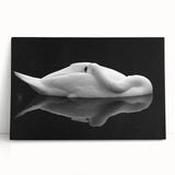 Resting Swan Reflection - Fine Art Photography Acrylic Prints