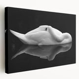 Resting Swan Reflection - Fine Art Photography Acrylic Prints