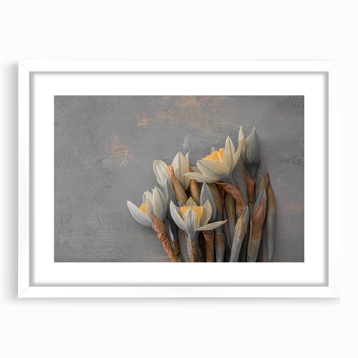 Dried Lotus Elegance - Fine Art Photography Canvas Prints