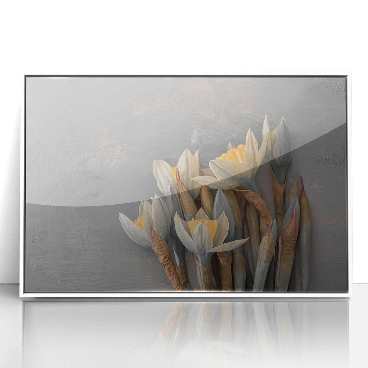 Dried Lotus Elegance - Fine Art Photography Canvas Prints