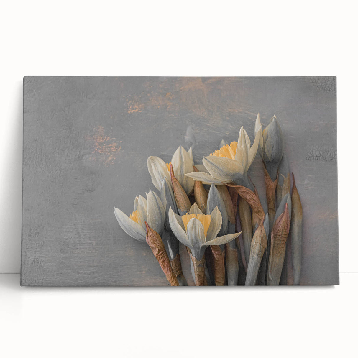 Dried Lotus Elegance - Fine Art Photography Canvas Prints