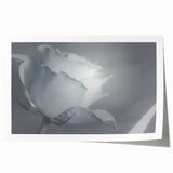 Modern Art Prints – Elegant Black & White Floral Wall Art