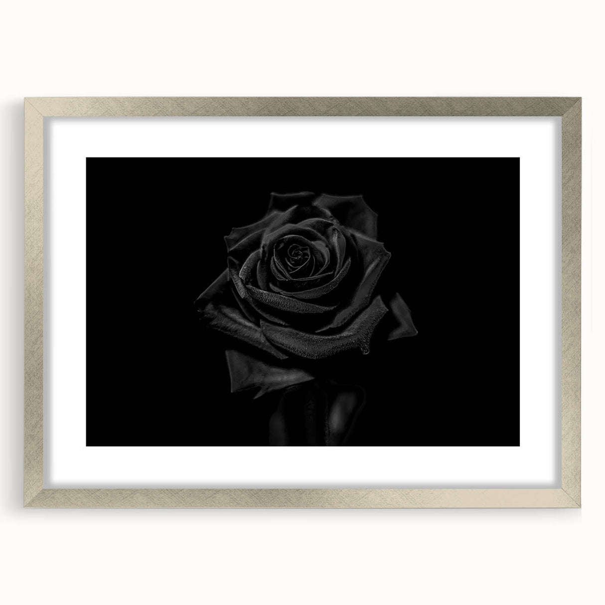 Black Rose Elegance - Fine Art Photography Canvas Prints