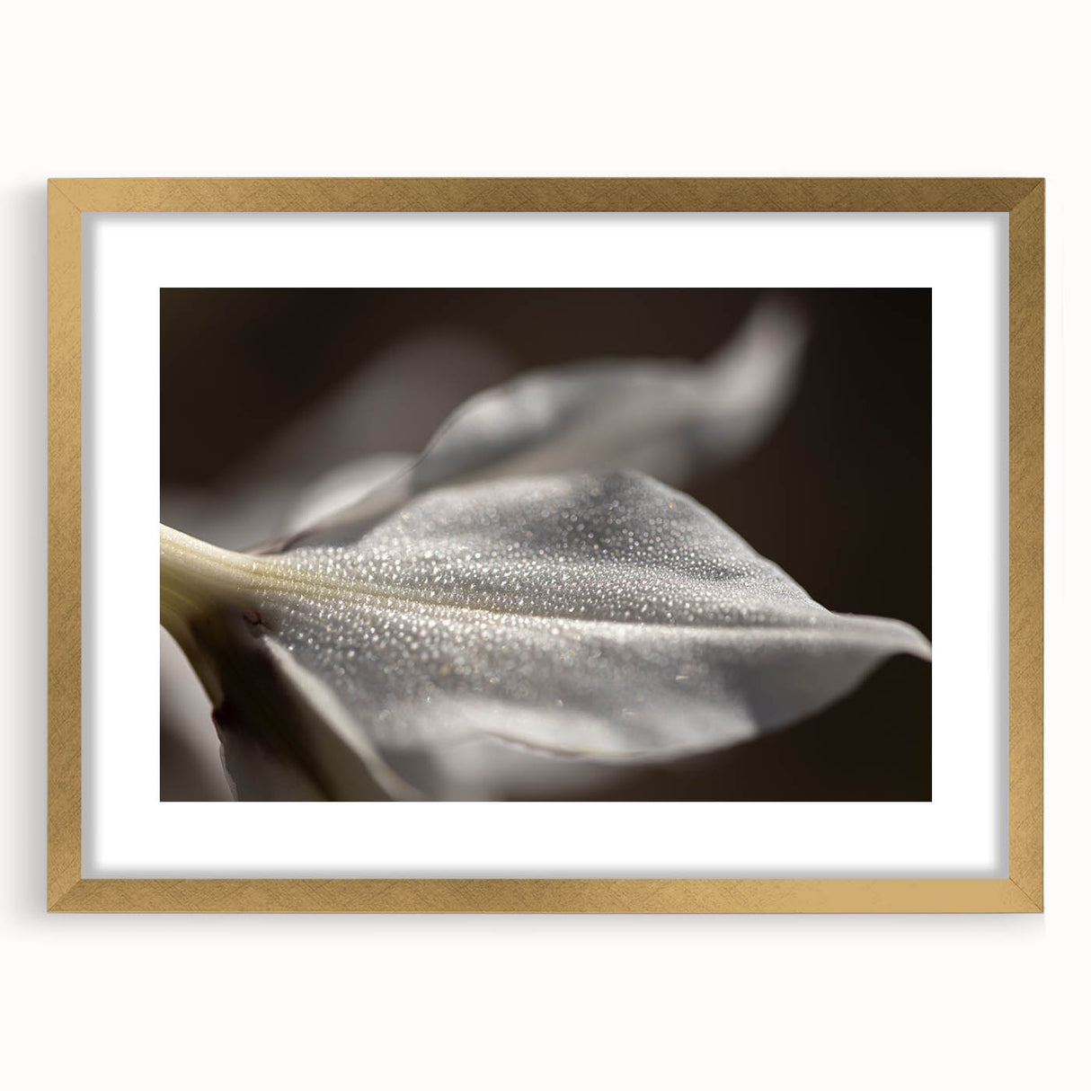 Dew-Kissed Leaf - Fine Art Photography Limited Edition Prints