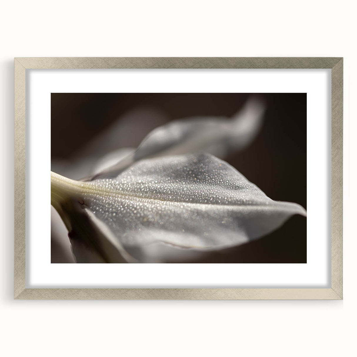 Dew-Kissed Leaf - Fine Art Photography Limited Edition Prints