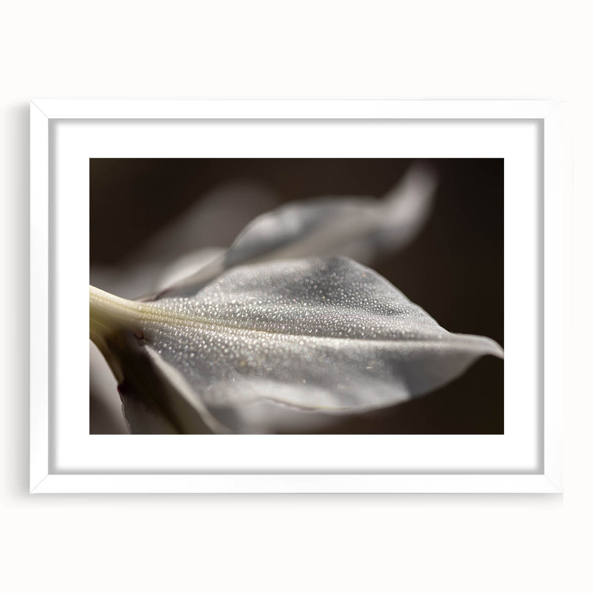 Dew-Kissed Leaf - Fine Art Photography Limited Edition Prints
