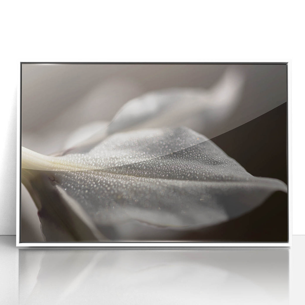 Dew-Kissed Leaf - Fine Art Photography Limited Edition Prints