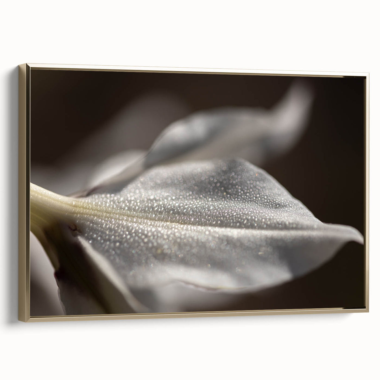 Dew-Kissed Leaf - Fine Art Photography Limited Edition Prints