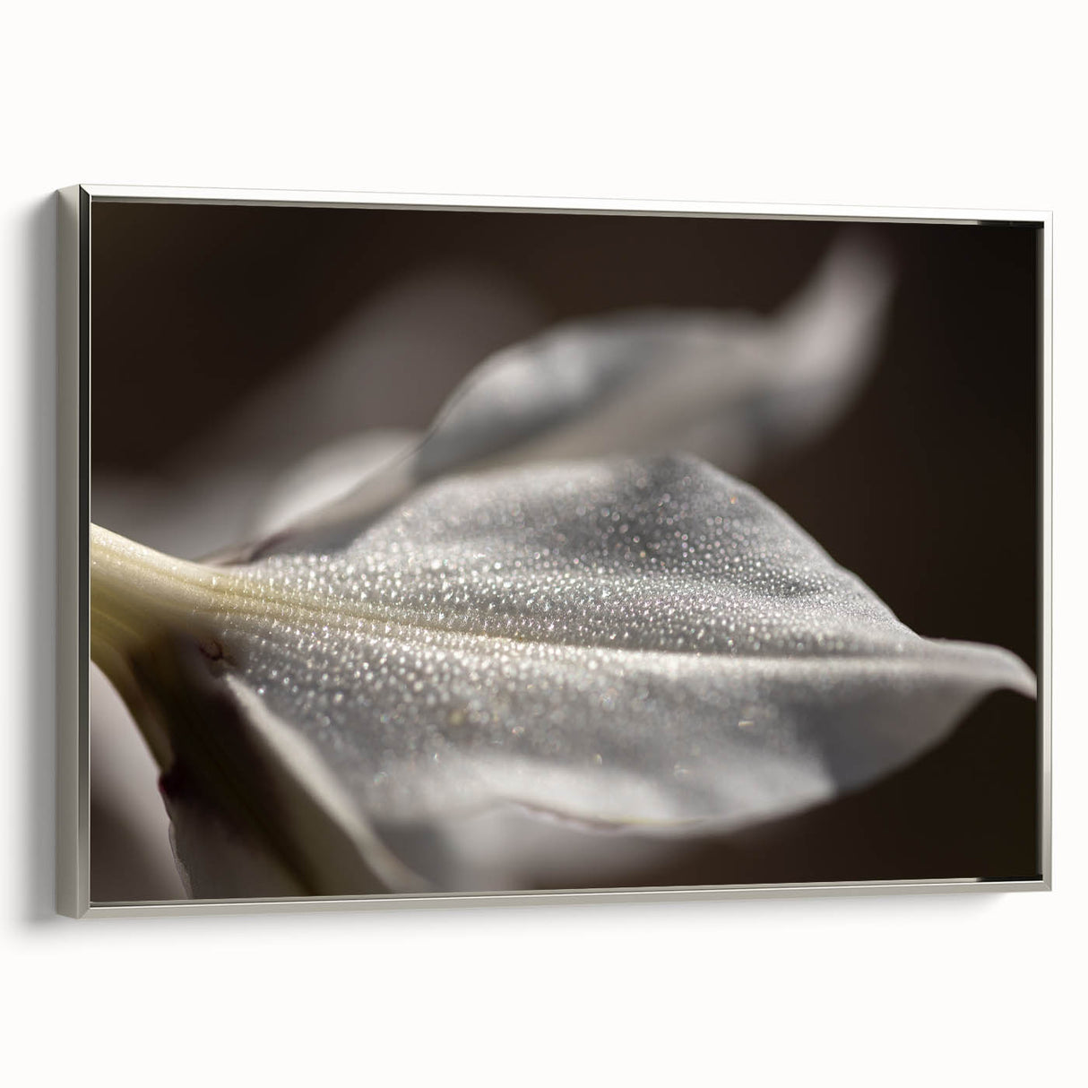 Dew-Kissed Leaf - Fine Art Photography Limited Edition Prints