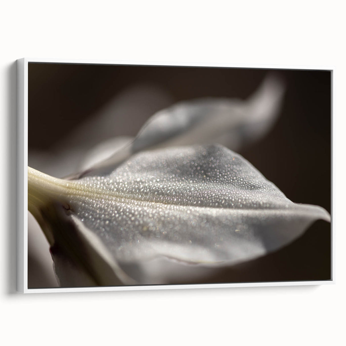 Dew-Kissed Leaf - Fine Art Photography Limited Edition Prints