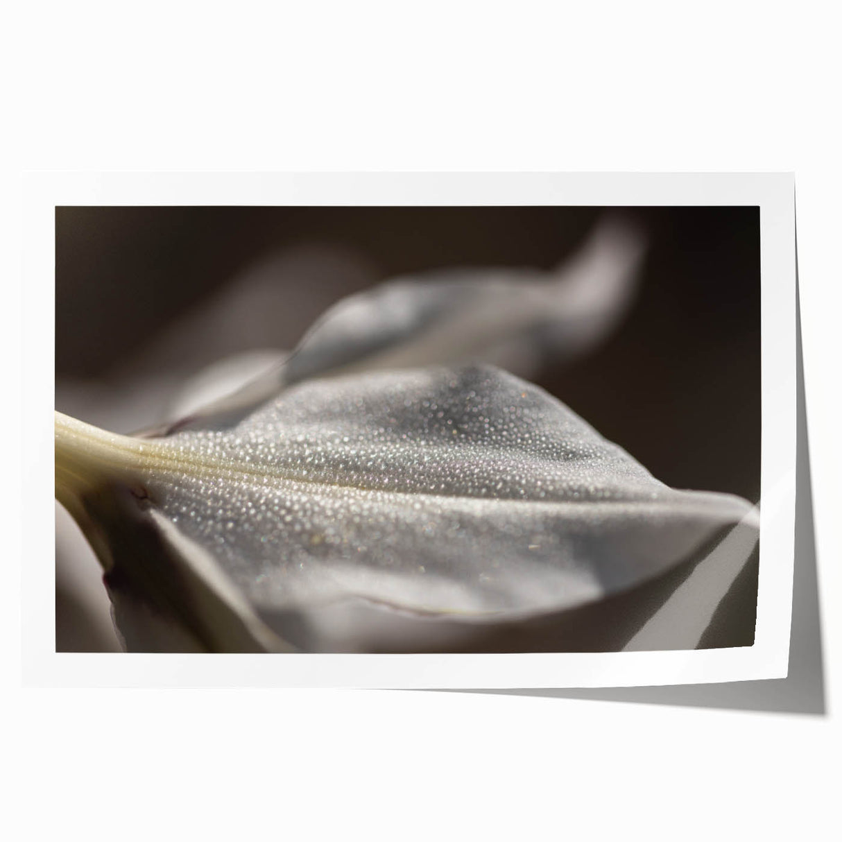 Dew-Kissed Leaf - Fine Art Photography Limited Edition Prints