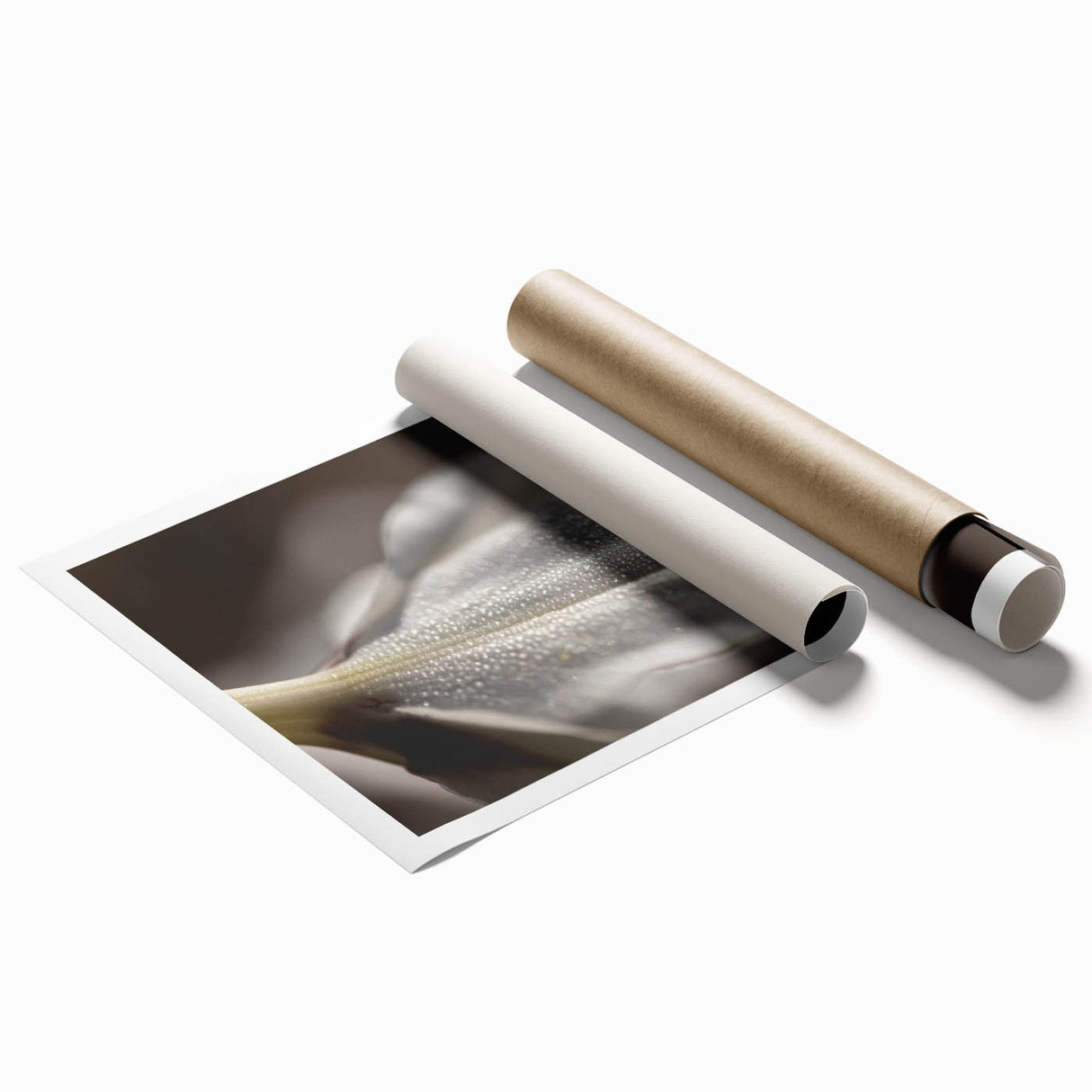 Dew-Kissed Leaf - Fine Art Photography Limited Edition Prints