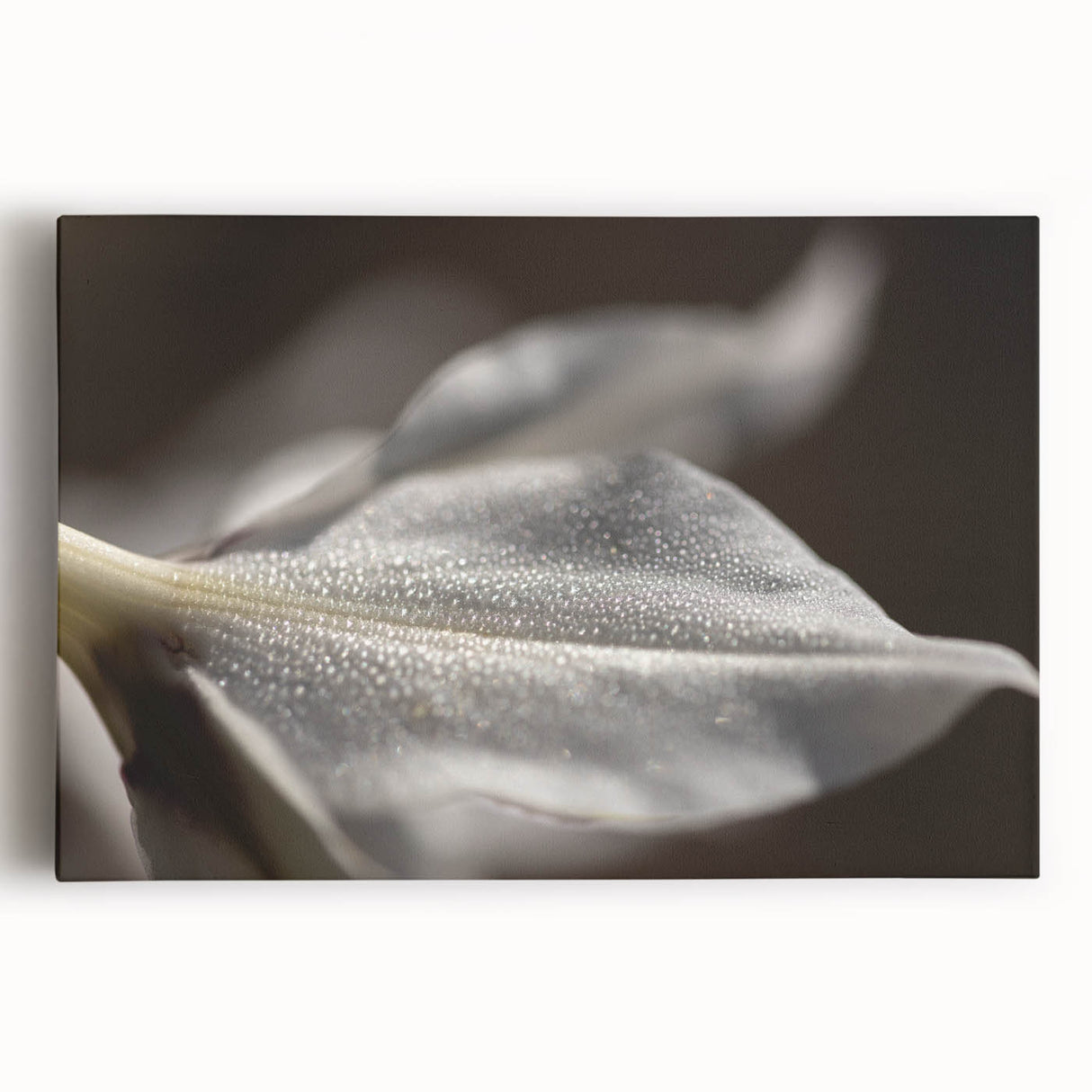 Dew-Kissed Leaf - Fine Art Photography Limited Edition Prints