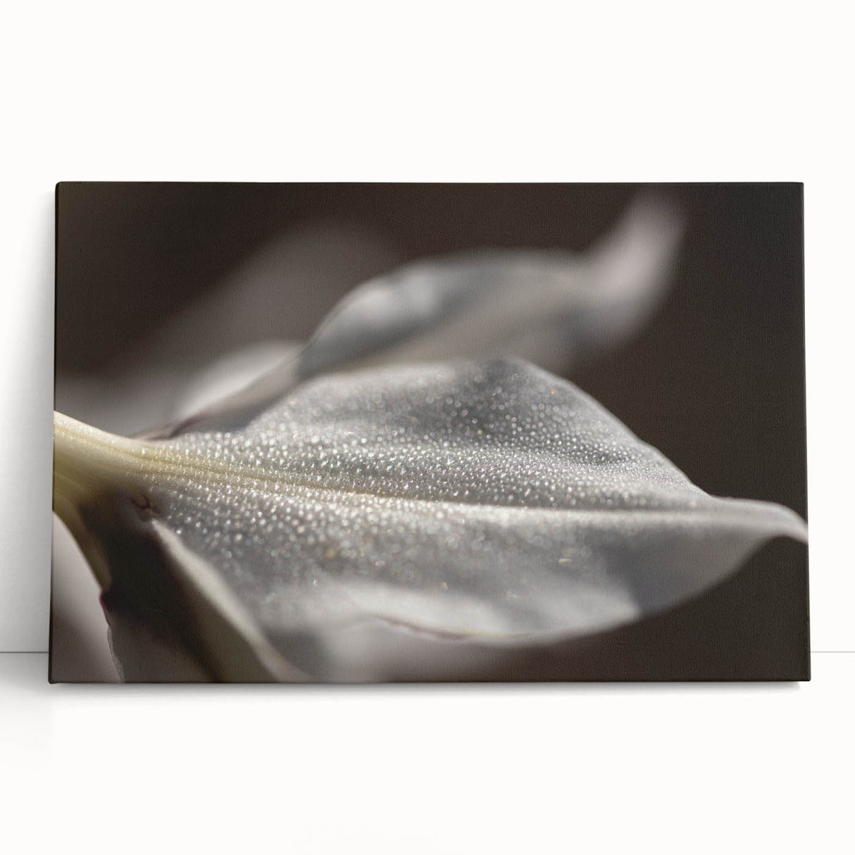 Dew-Kissed Leaf - Fine Art Photography Limited Edition Prints