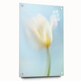 Dreamy Tulip in Soft Focus - Fine Art Photography Canvas Prints