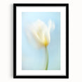 Dreamy Tulip in Soft Focus - Fine Art Photography Canvas Prints