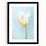 Dreamy Tulip in Soft Focus - Fine Art Photography Canvas Prints