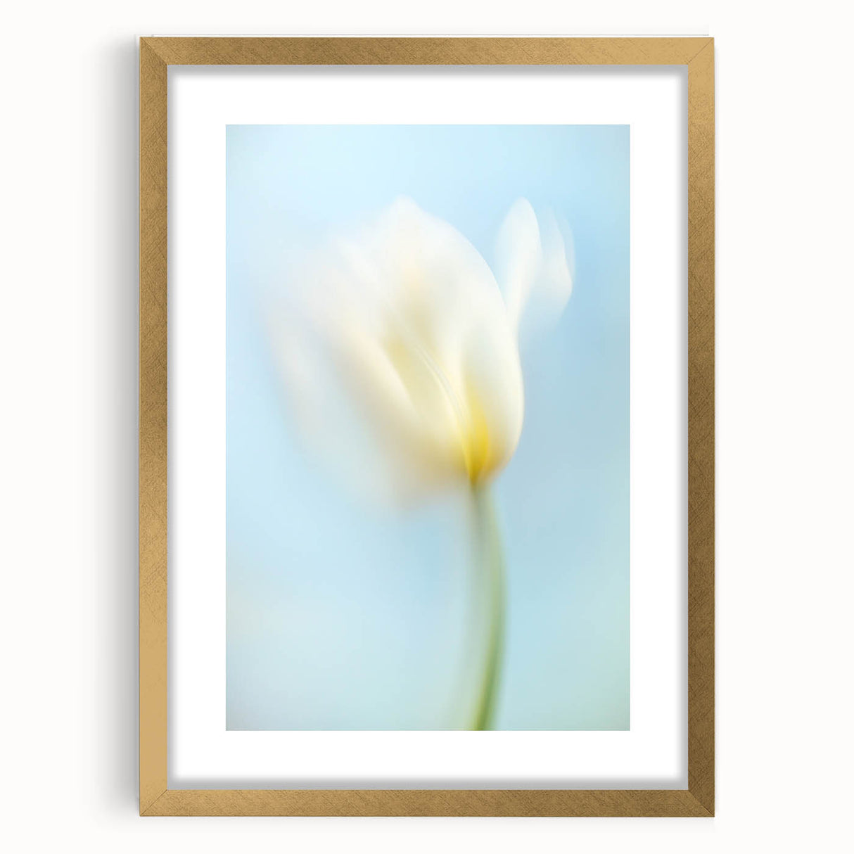Dreamy Tulip in Soft Focus - Fine Art Photography Canvas Prints