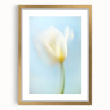 Dreamy Tulip in Soft Focus - Fine Art Photography Canvas Prints