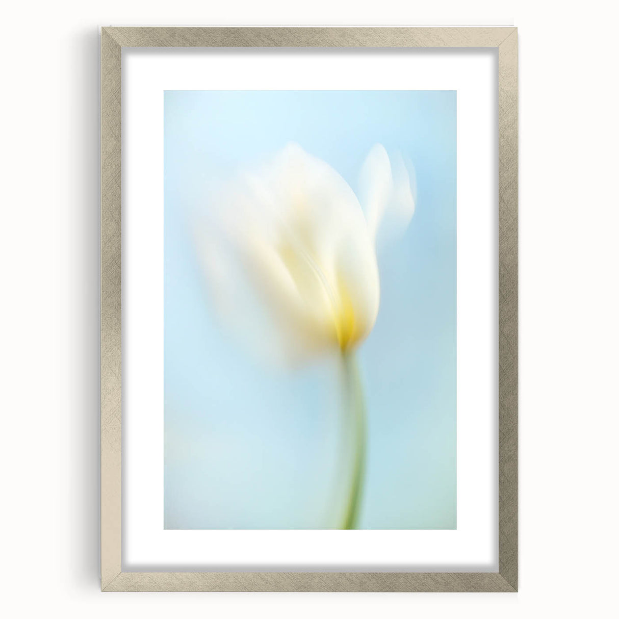 Dreamy Tulip in Soft Focus - Fine Art Photography Canvas Prints