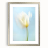 Dreamy Tulip in Soft Focus - Fine Art Photography Canvas Prints