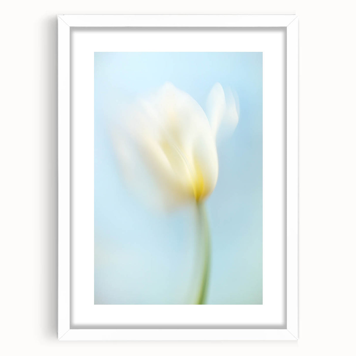 Dreamy Tulip in Soft Focus - Fine Art Photography Canvas Prints