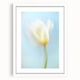 Dreamy Tulip in Soft Focus - Fine Art Photography Canvas Prints