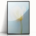 Dreamy Tulip in Soft Focus - Fine Art Photography Canvas Prints